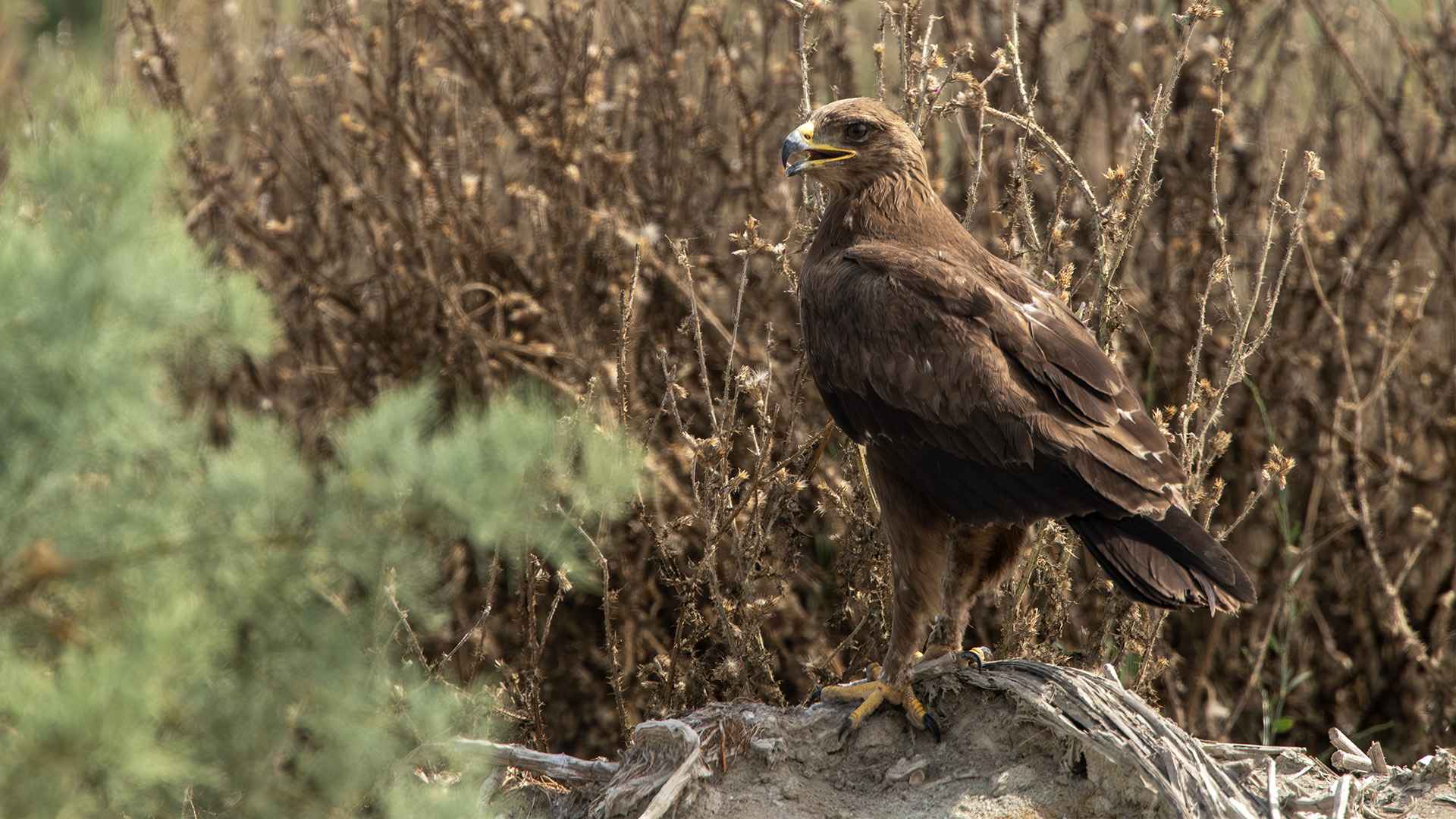 Lesser Spotted Eagle